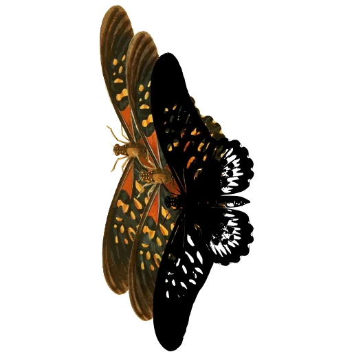 Butterfly in flight