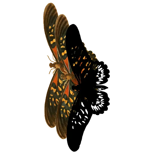 Butterfly in flight