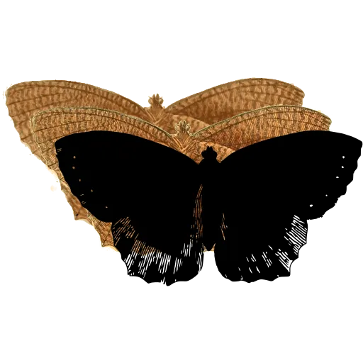 Dark butterfly with pale border 01