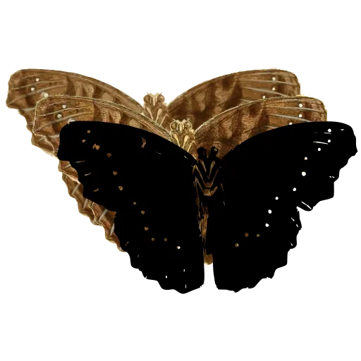 Dark butterfly with dotted edge