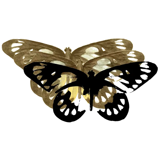 Spotted moth 02