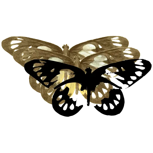 Spotted moth 02
