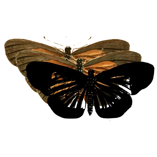 Dark moth with spread wings 01