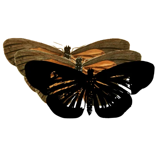 Dark moth with spread wings 01