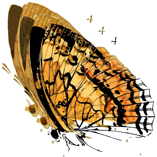 Butterfly underside