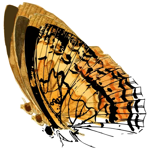 Butterfly underside