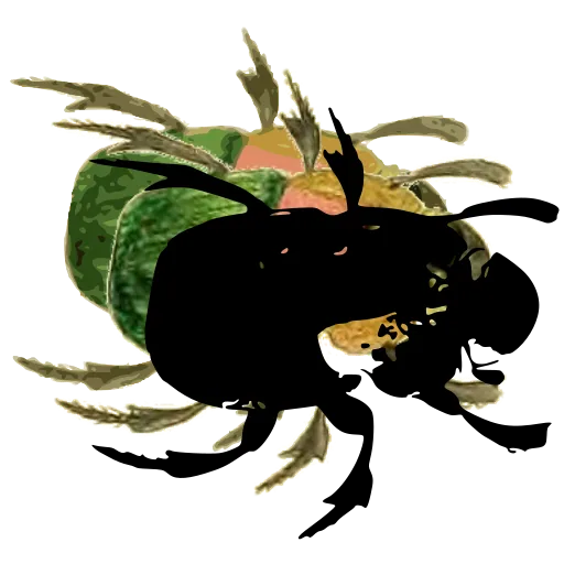 Round dung beetle 01
