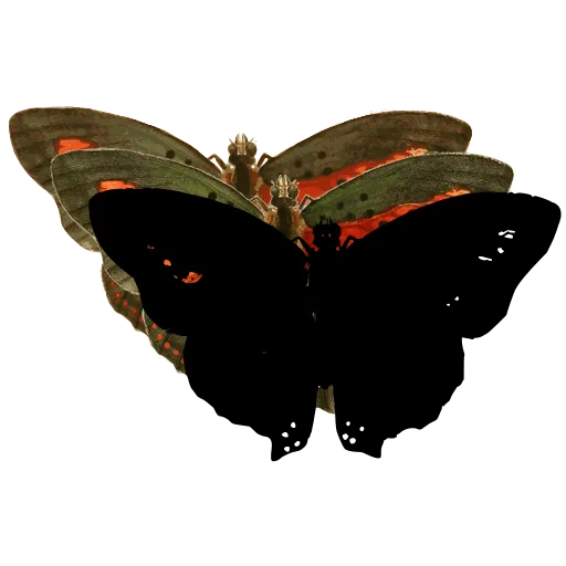 Dark spotted butterfly