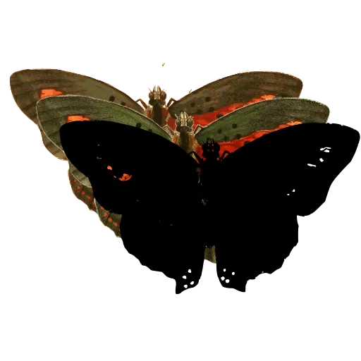 Dark spotted butterfly