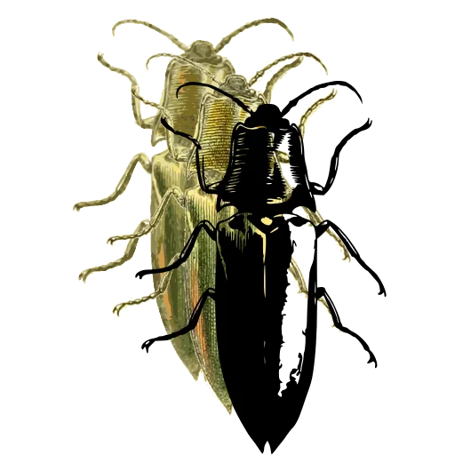 Click beetle 04