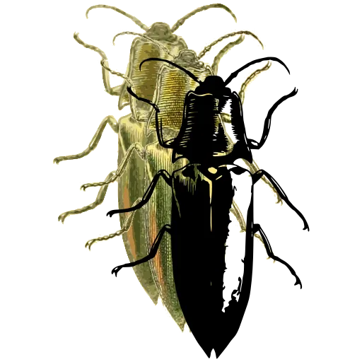 Click beetle 04