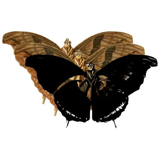 Dark butterfly with pale bands