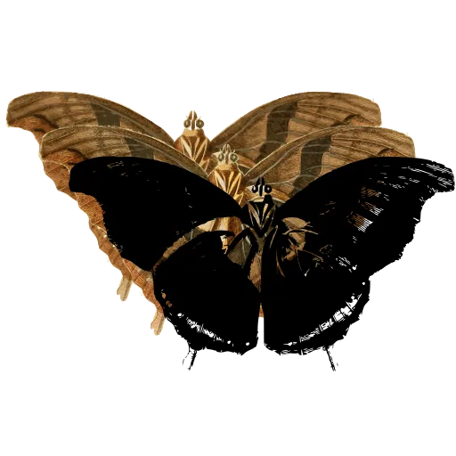 Dark butterfly with pale bands