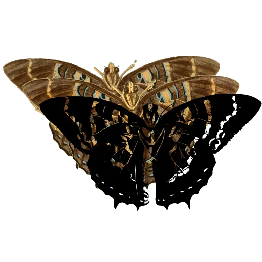 Chequered butterfly 02
