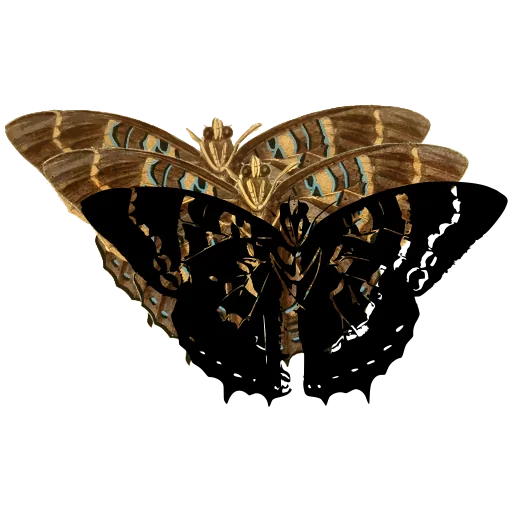 Chequered butterfly 02