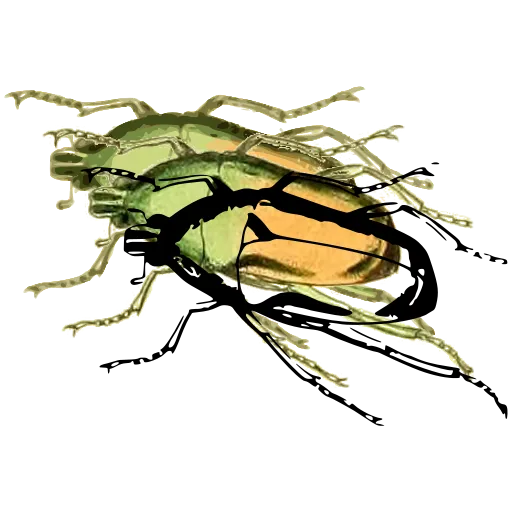 Outlined beetle