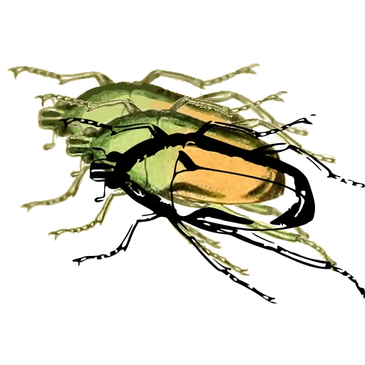 Outlined beetle