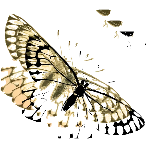 Veined white butterfly