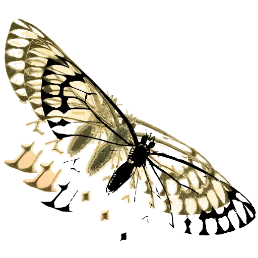 Veined white butterfly