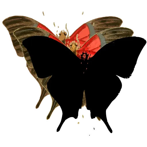 Black swallowtail butterfly 02