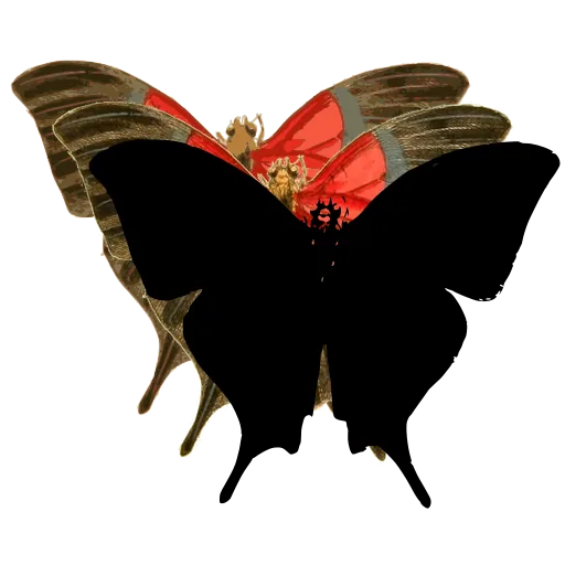 Black swallowtail butterfly 02