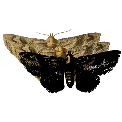 Dark moth with spread wings 02