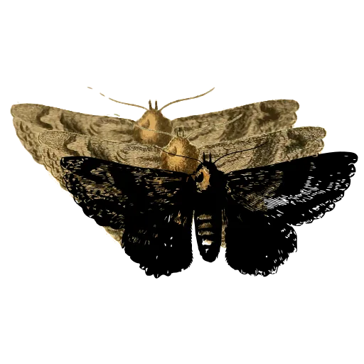 Dark moth with spread wings 02