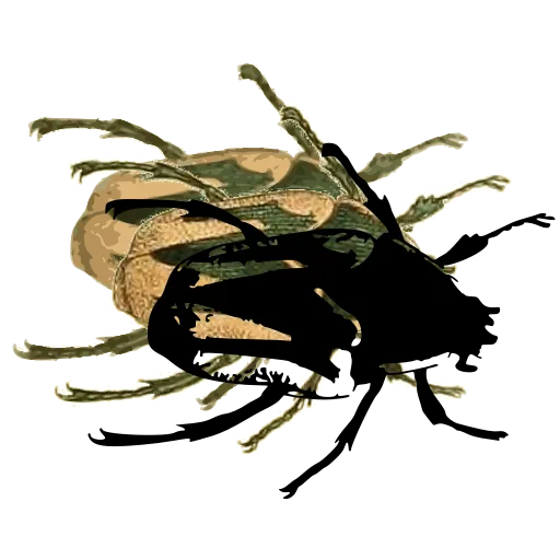 Flower beetle 01