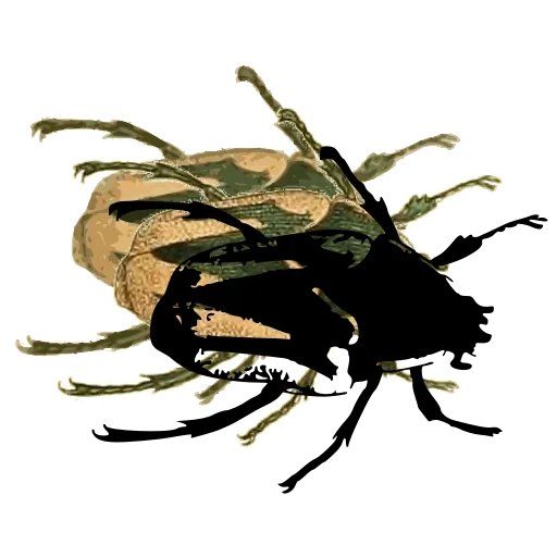 Flower beetle 01