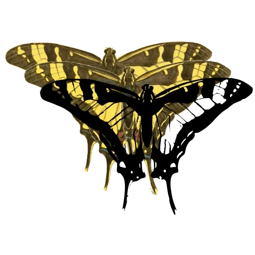 Striped swallowtail butterfly 01