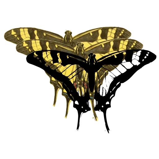 Striped swallowtail butterfly 01