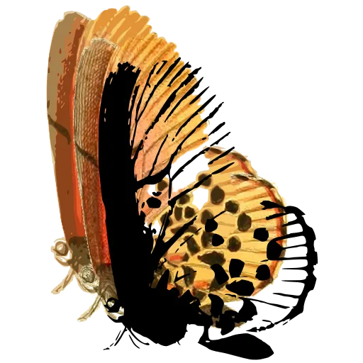 Spotted butterfly in side view 01