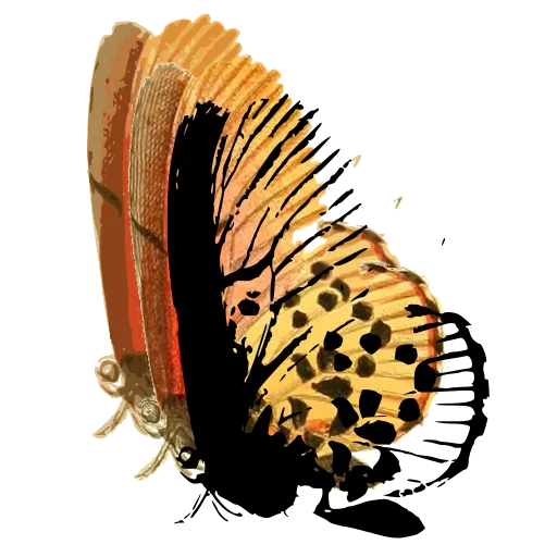 Spotted butterfly in side view 01