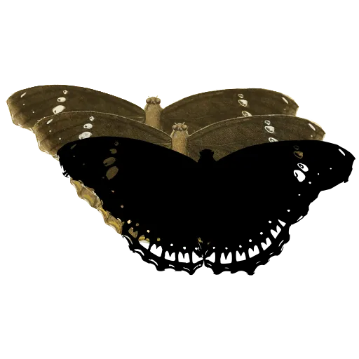 Dark butterfly with pale border 02