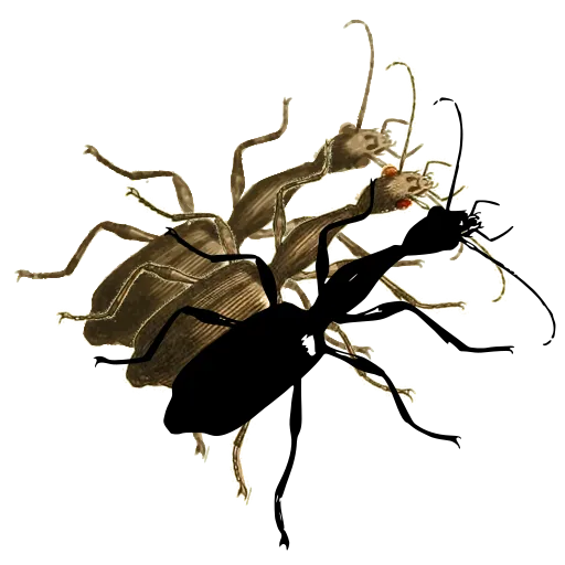 Long-legged weevil