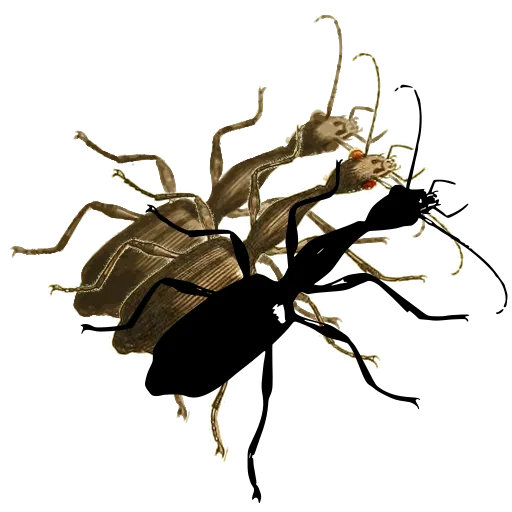 Long-legged weevil