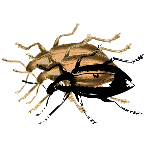 Ground beetle 02