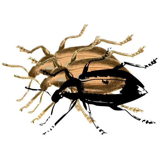 Ground beetle 02