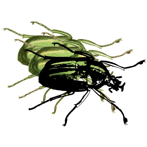 Striped beetle 01