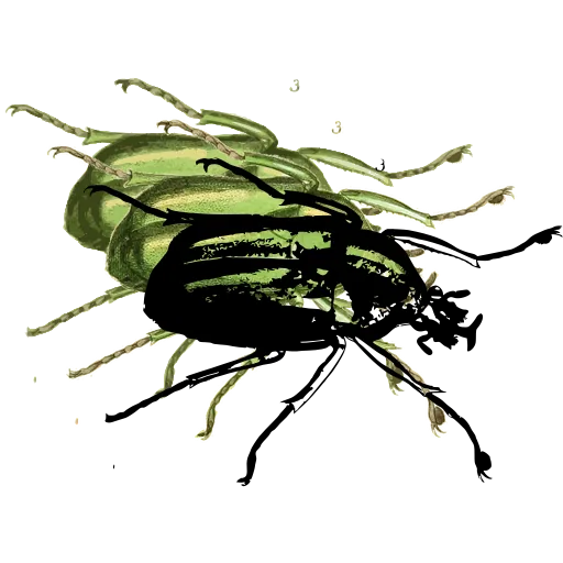 Striped beetle 01