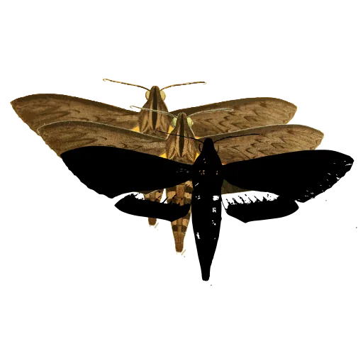 Hawk moth 03
