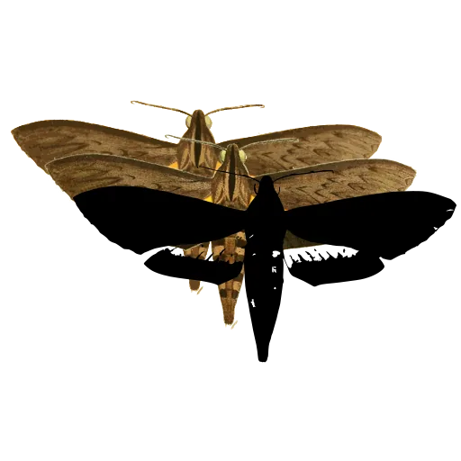 Hawk moth 03