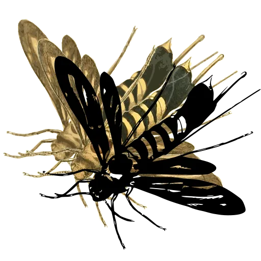 Digger wasp
