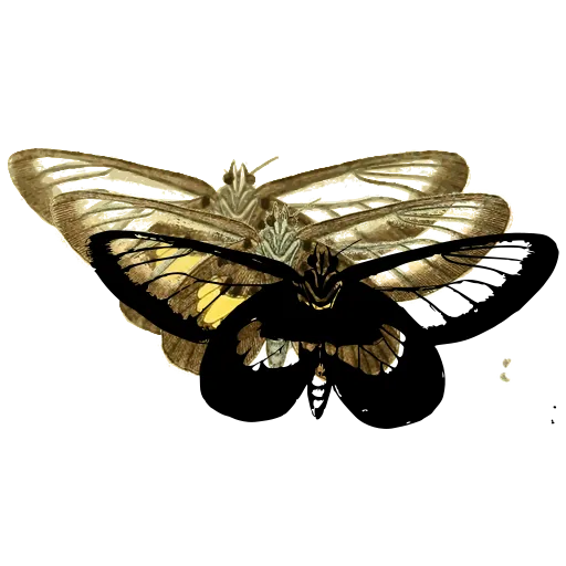 Clearwing butterfly 01