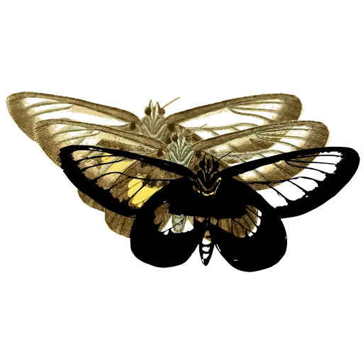 Clearwing butterfly 01