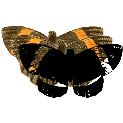 Banded moth 02