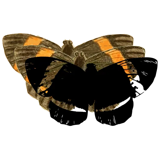 Banded moth 02