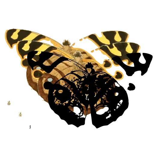 Mottled butterfly