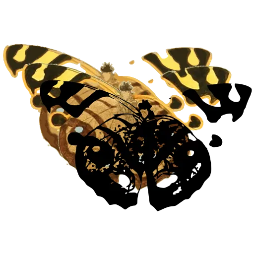 Mottled butterfly