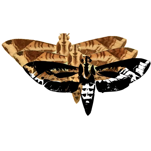 Hawk moth with banded body